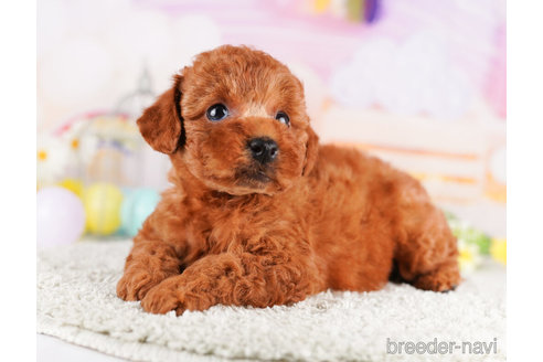 成約済の千葉県のトイプードル-273853の6枚目