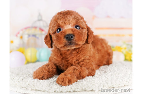 成約済の千葉県のトイプードル-273853の5枚目