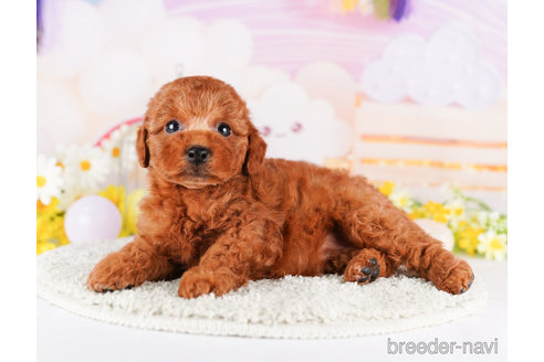 成約済の千葉県のトイプードル-273853の4枚目