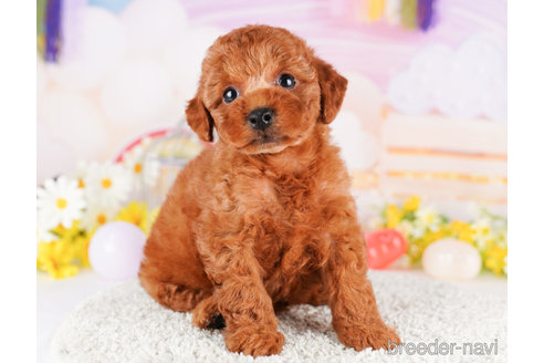 成約済の千葉県のトイプードル-273853の3枚目