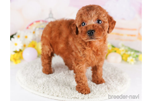 成約済の千葉県のトイプードル-273853の1枚目