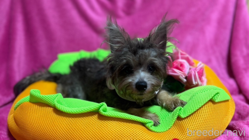 販売中の福岡県のミックス犬-238502