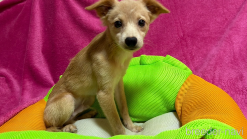 成約済の福岡県のミックス犬-247330の3枚目