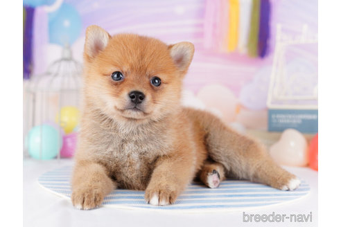 成約済の千葉県のミックス犬-273858の5枚目