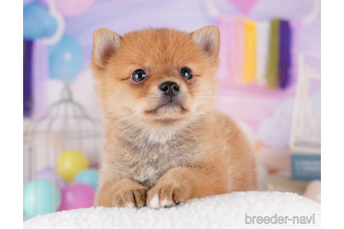 成約済の千葉県のミックス犬-273858の4枚目