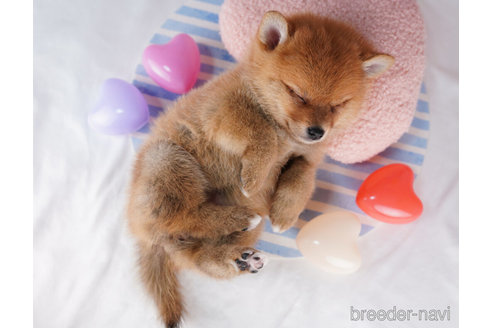 成約済の千葉県のミックス犬-273858の3枚目