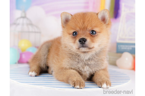 成約済の千葉県のミックス犬-273858の2枚目