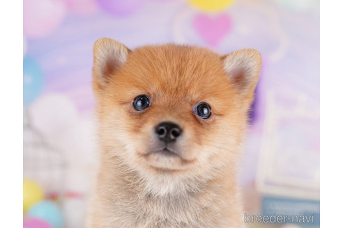 成約済の千葉県のミックス犬-273858の1枚目