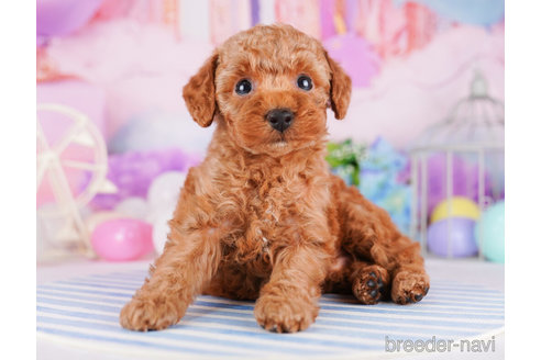 成約済の千葉県のトイプードル-273859の5枚目