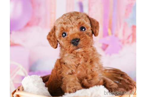 成約済の千葉県のトイプードル-273859の4枚目