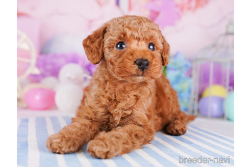 成約済の千葉県のトイプードル-273859の3枚目