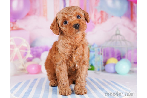 成約済の千葉県のトイプードル-273859の2枚目