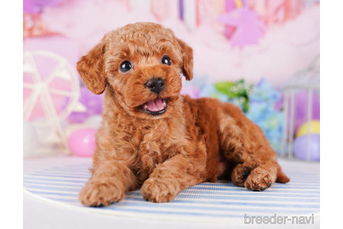 成約済の千葉県のトイプードル-273859の1枚目