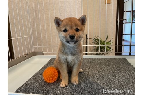 成約済の兵庫県の豆柴-273878の8枚目