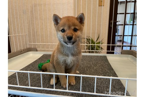 成約済の兵庫県の豆柴-273878の3枚目