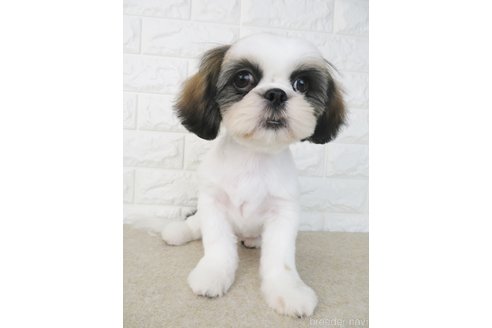 成約済の大阪府のシーズー-264888の1枚目