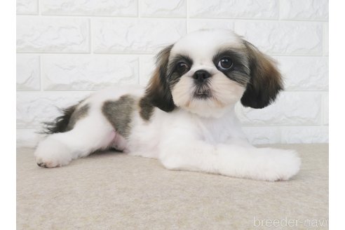 成約済の大阪府のシーズー-264888の5枚目