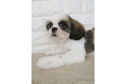 成約済の大阪府のシーズー-264888の4枚目