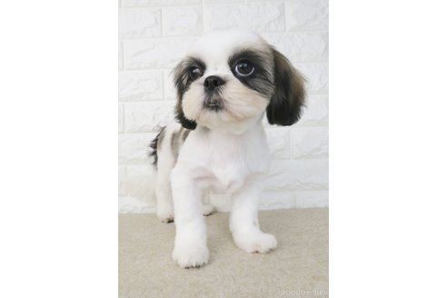 成約済の大阪府のシーズー-264888の3枚目