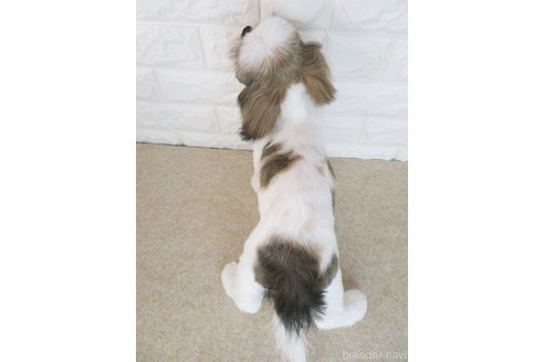 成約済の大阪府のシーズー-264888の2枚目