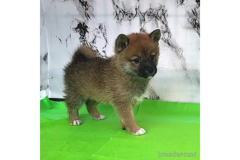 成約済の茨城県のミックス犬-271699の2枚目