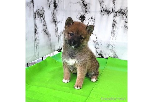 成約済の茨城県のミックス犬-271699の1枚目