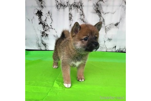 成約済の茨城県のミックス犬-271699の3枚目