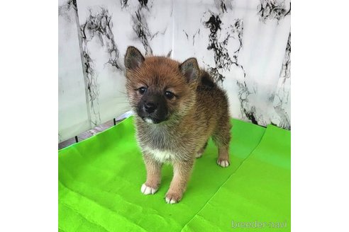 成約済の茨城県のミックス犬-271699の4枚目