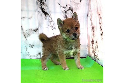成約済の茨城県のミックス犬-271695の19枚目