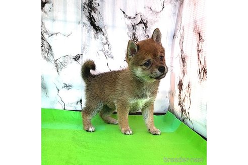 成約済の茨城県のミックス犬-271695の18枚目