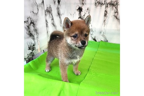 成約済の茨城県のミックス犬-271695の17枚目