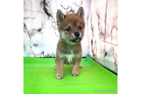 成約済の茨城県のミックス犬-271695の16枚目