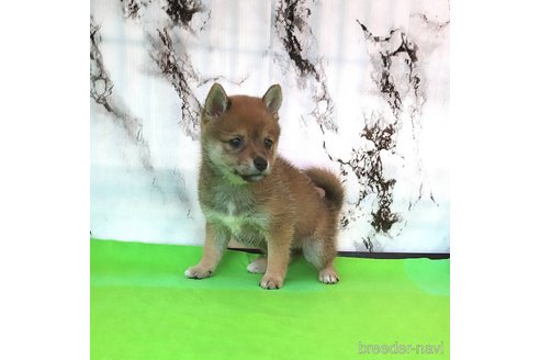 成約済の茨城県のミックス犬-271695の15枚目