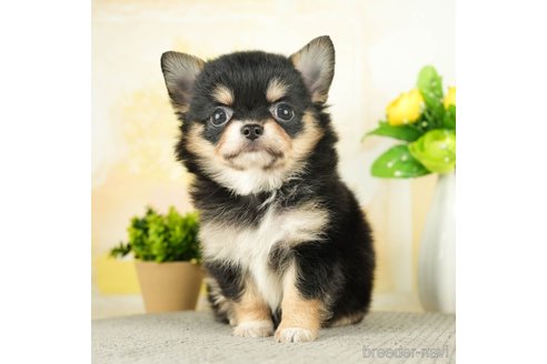 成約済の千葉県のチワワ(ロングコート)-273926