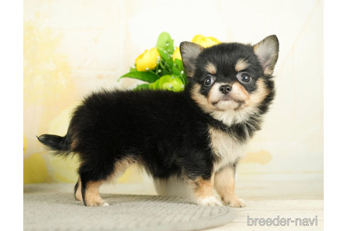 成約済の千葉県のチワワ(ロングコート)-273926の2枚目