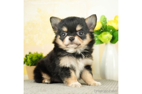 成約済の千葉県のチワワ(ロングコート)-273926の3枚目