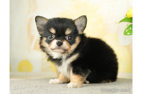 成約済の千葉県のチワワ(ロングコート)-273926の4枚目