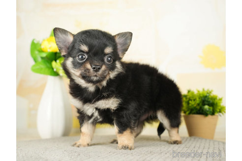 成約済の千葉県のチワワ(ロングコート)-273930の4枚目