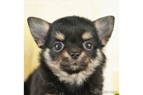 成約済の千葉県のチワワ(ロングコート)-273930の5枚目