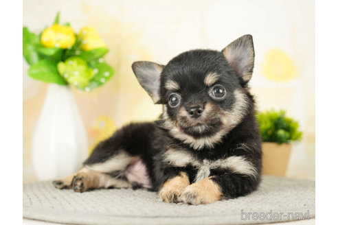 成約済の千葉県のチワワ(ロングコート)-273930の2枚目