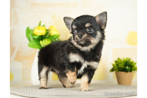 成約済の千葉県のチワワ(ロングコート)-273930の3枚目