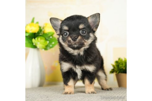 成約済の千葉県のチワワ(ロングコート)-273930