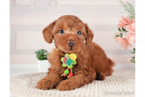 成約済の神奈川県のトイプードル-273948の9枚目