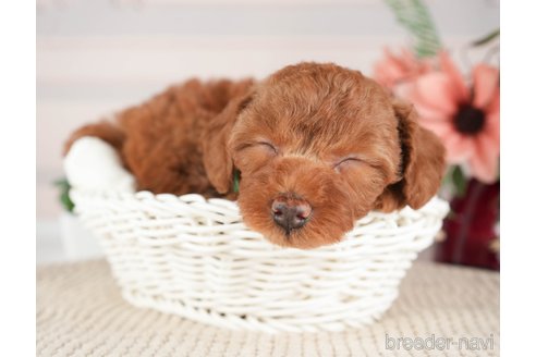 成約済の神奈川県のトイプードル-273948の8枚目