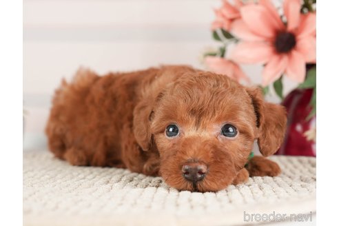 成約済の神奈川県のトイプードル-273948の7枚目