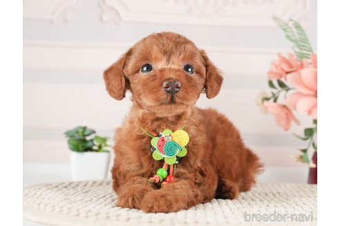 成約済の神奈川県のトイプードル-273948の4枚目