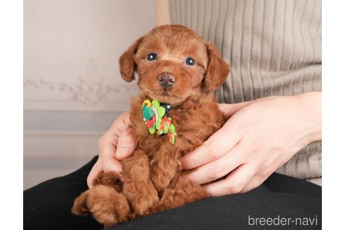 成約済の神奈川県のトイプードル-273948の5枚目