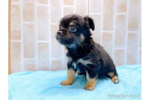 成約済の東京都のチワワ(ロングコート)-273989の2枚目