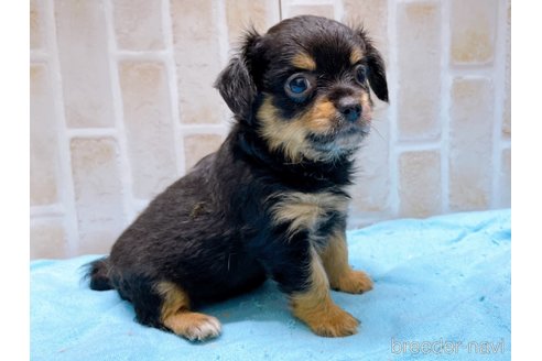 成約済の東京都のチワワ(ロングコート)-273989の4枚目