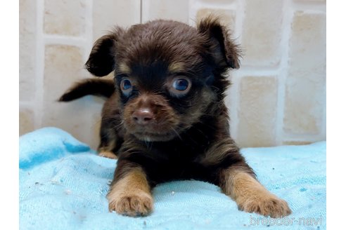 成約済の東京都のチワワ(ロングコート)-273987の8枚目